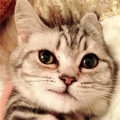 送这些礼物给喵星人 或许她能更黏你