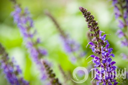 clary sage