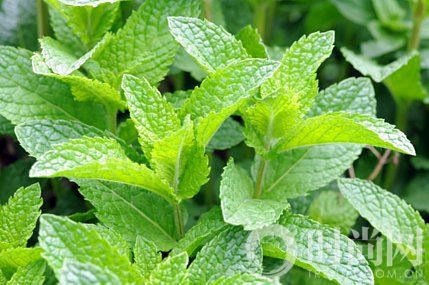 peppermint-plant